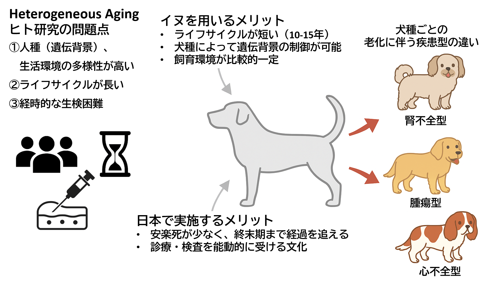 Picture of Heterogeneous aging